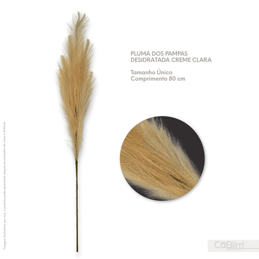 Pluma dos Pampas Desidratada Creme Clara